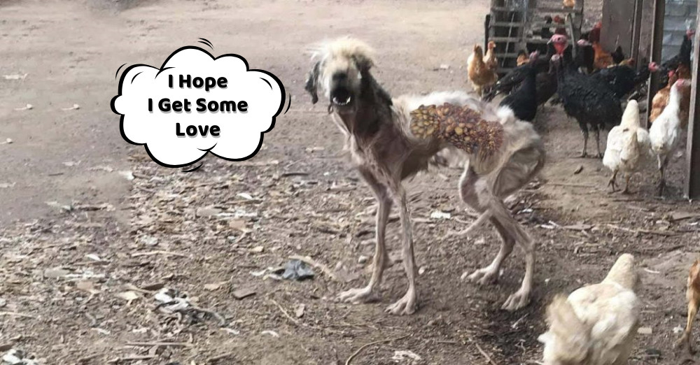 The poor dog was extremely wary of peopl...