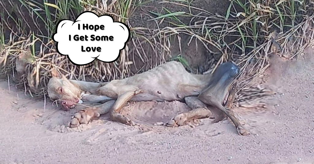 Determined to save her, Alessandro and t...