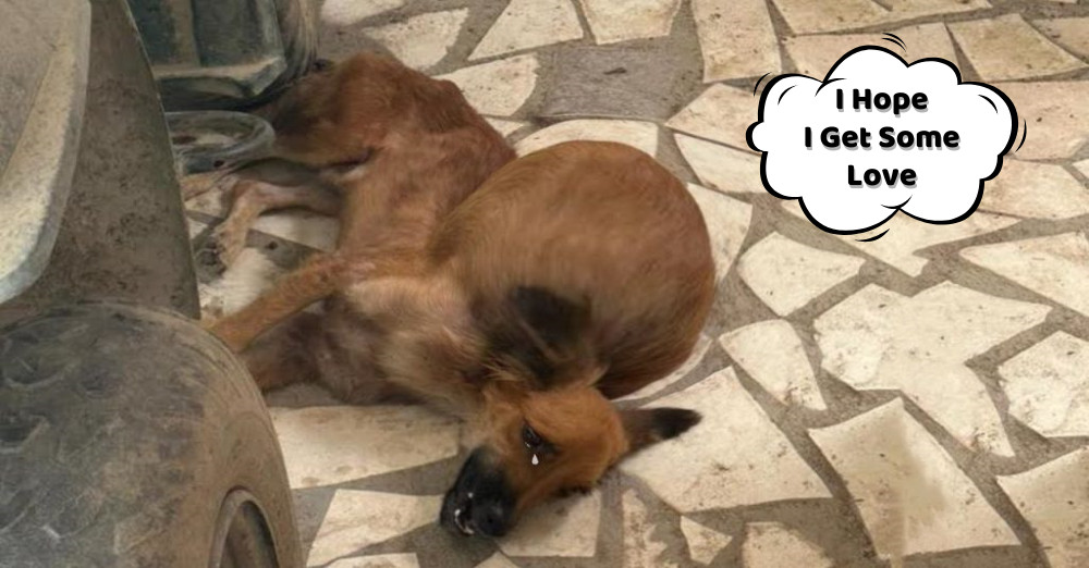 It was heart-wrenching to see the poor c...