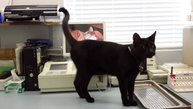 Extra image from article