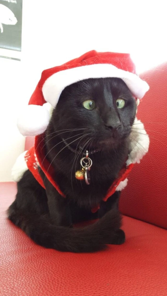 Extra image from article