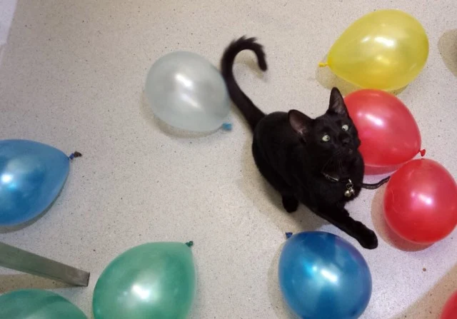 Extra image from article