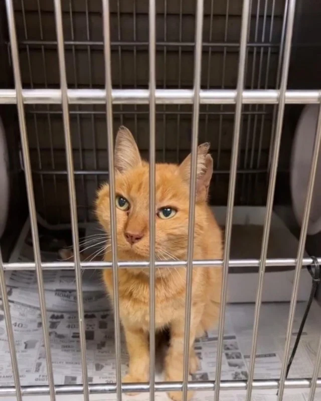 As the founder of Boomers Buddies Rescue...