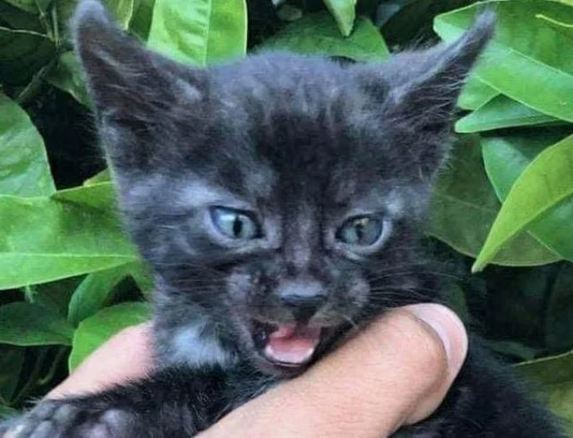 Owning a Black Bengal cat is a responsib...