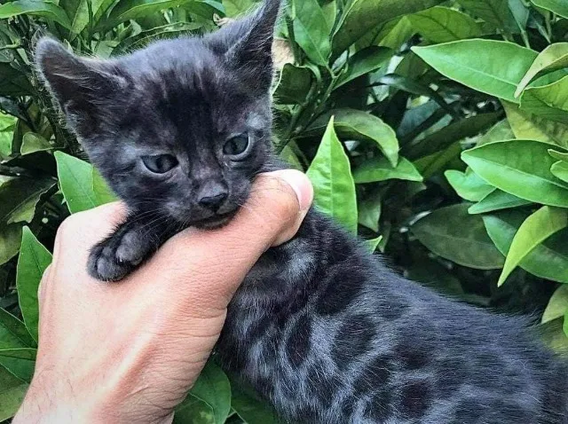 Extra image from article