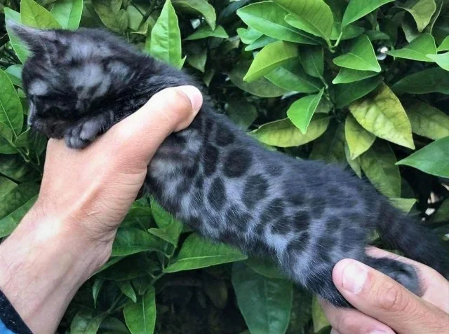 Extra image from article