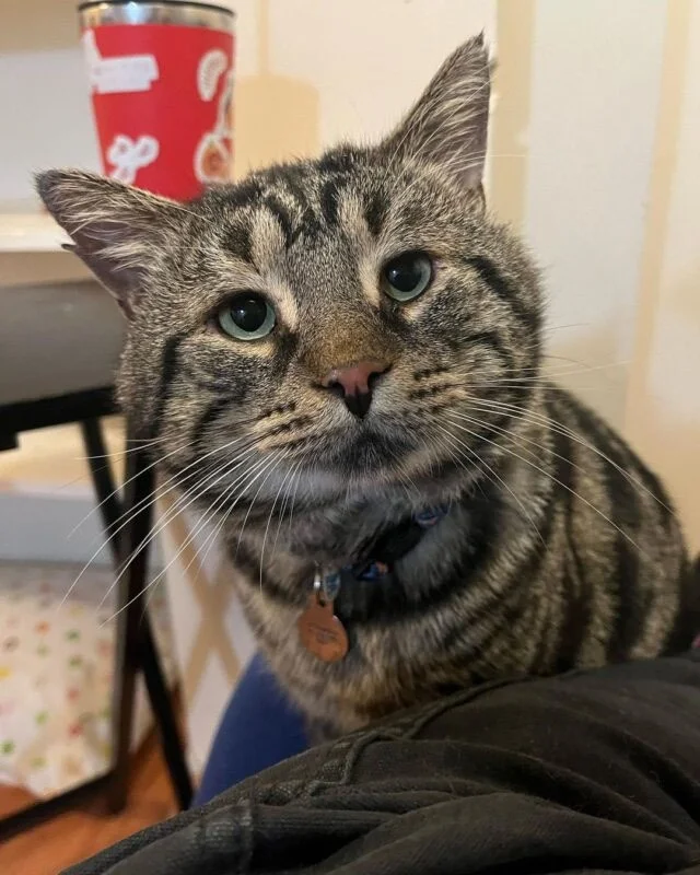 This big-hearted cat, believed to be mis...