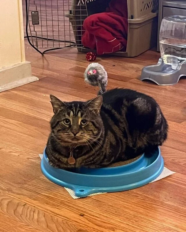 Extra image from article