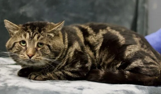 Fishtopher's journey from sorrow to star...