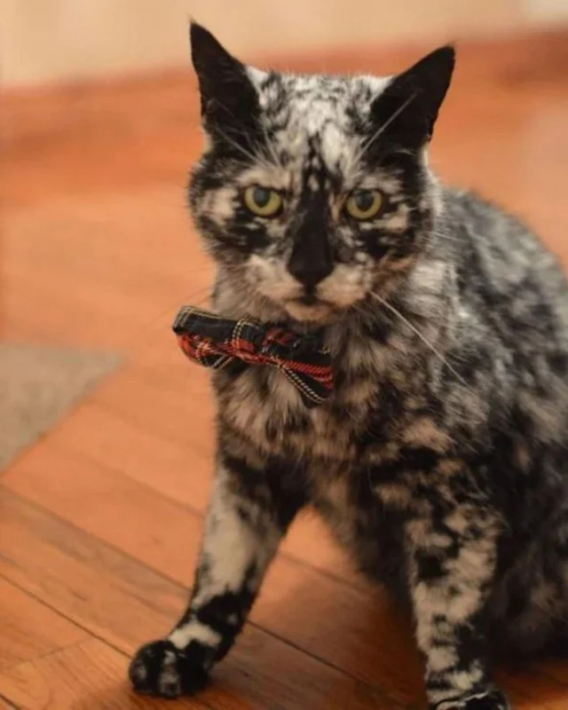 Extra image from article