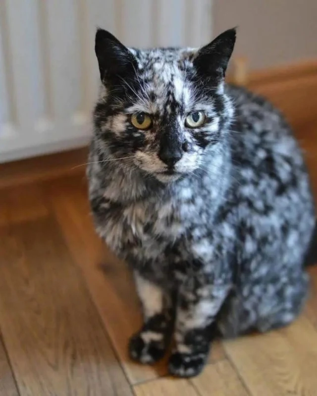 Extra image from article