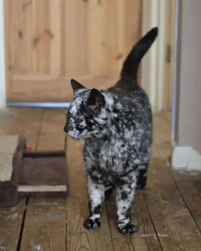 Extra image from article