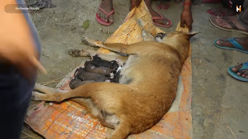 Extra image from article