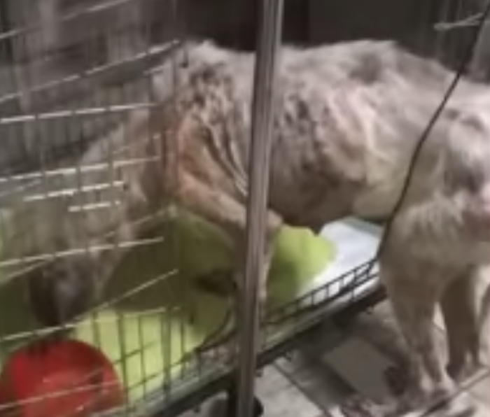 Extra image from article