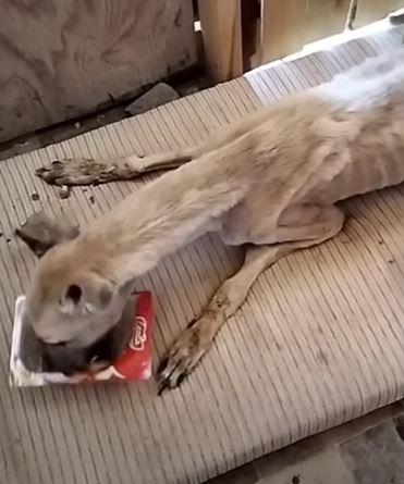 Amidst this adversity, there are individ...