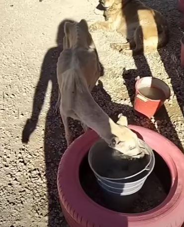 Extra image from article