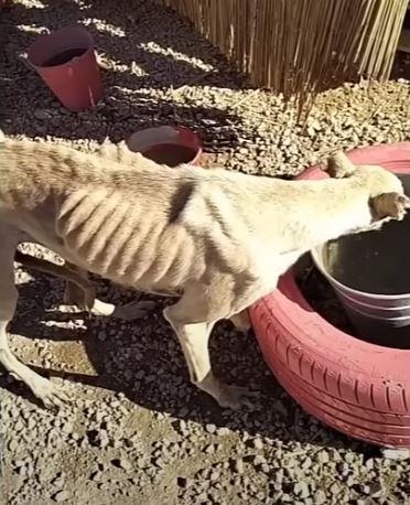 Extra image from article