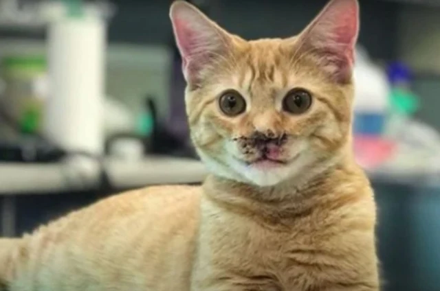 Nigel's journey highlights the transform...