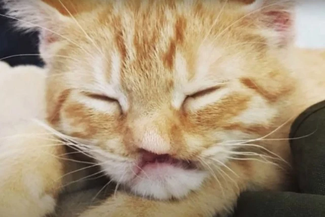 Extra image from article