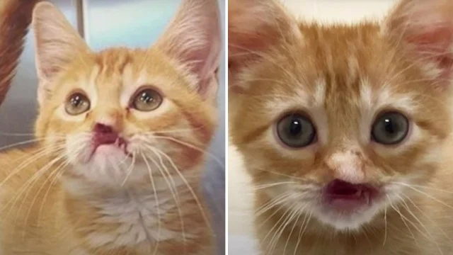 At the center, veterinary experts examin...