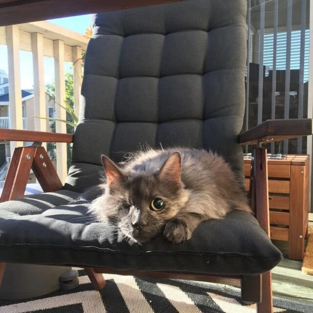 As evening falls, Ivy, like any cat, see...