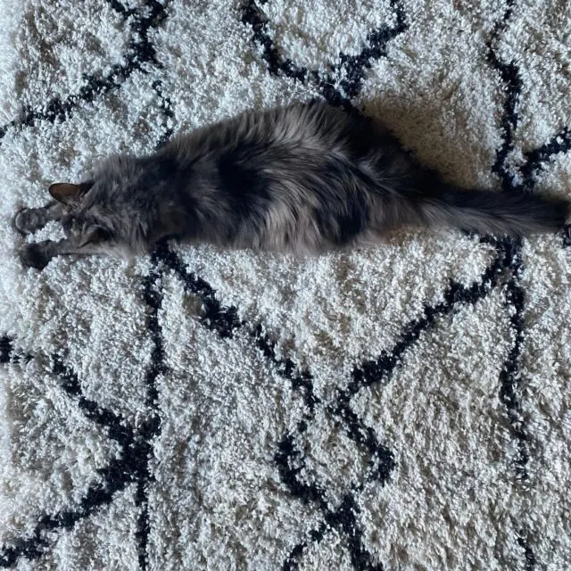 Extra image from article