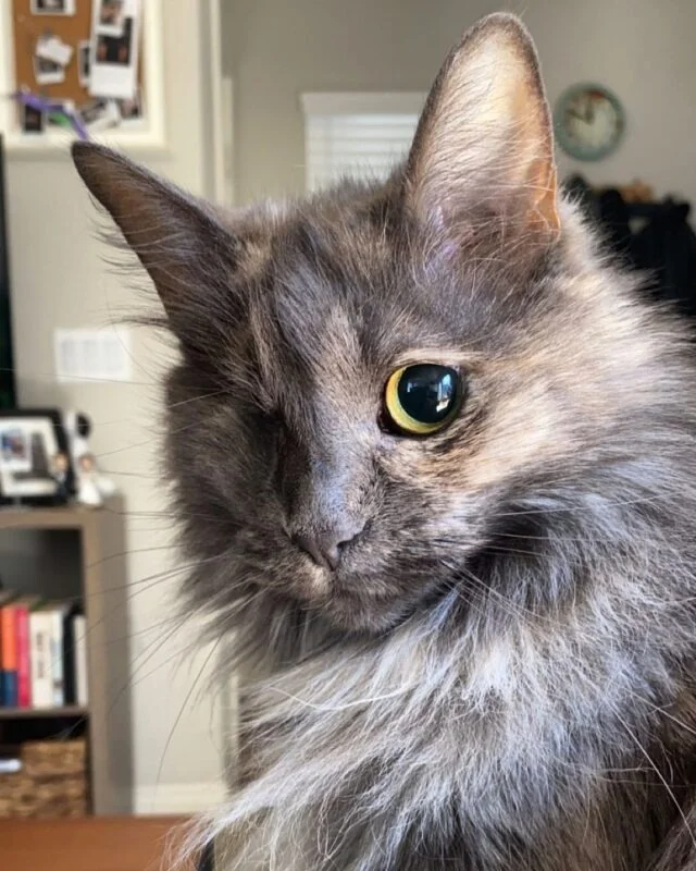 Extra image from article