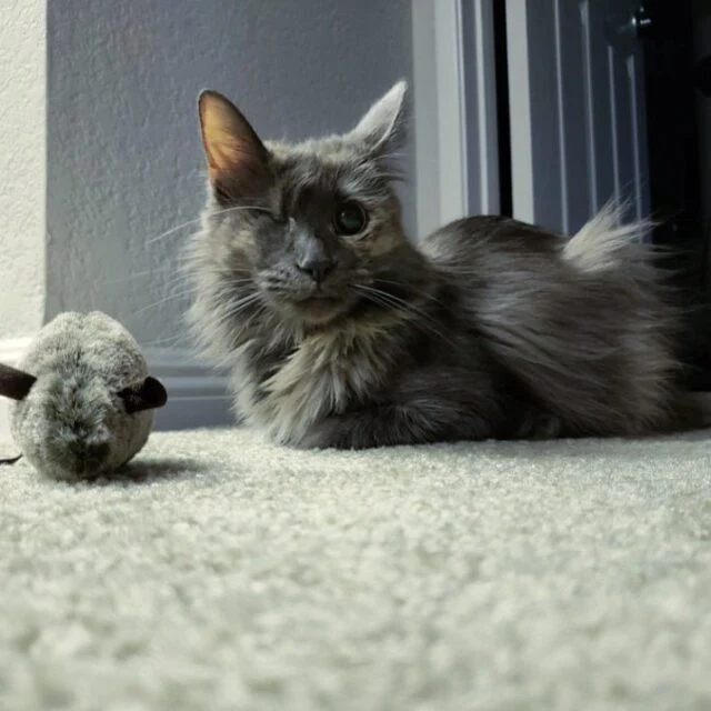 Extra image from article