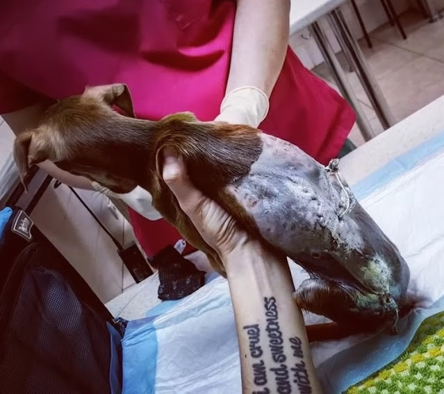 Initially, Pea's former owner took him t...