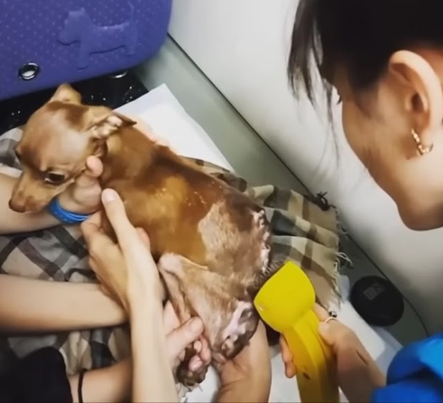 Pea's journey of recovery has touched ma...