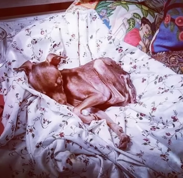 Extra image from article