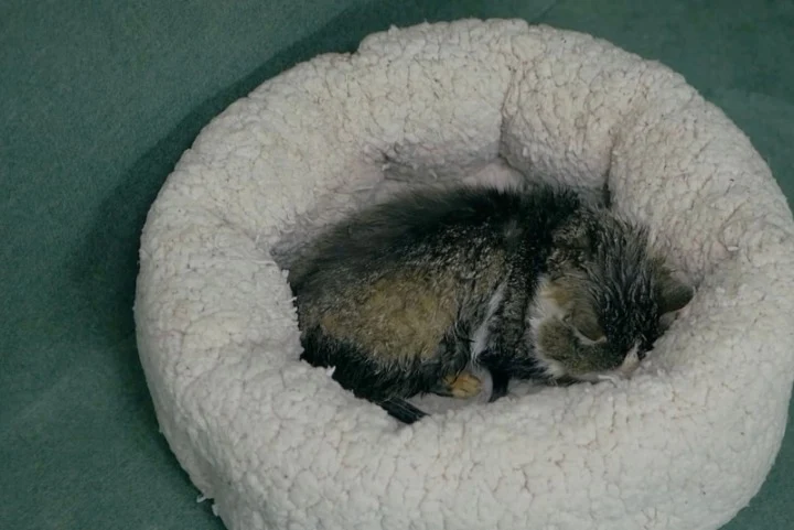 Extra image from article