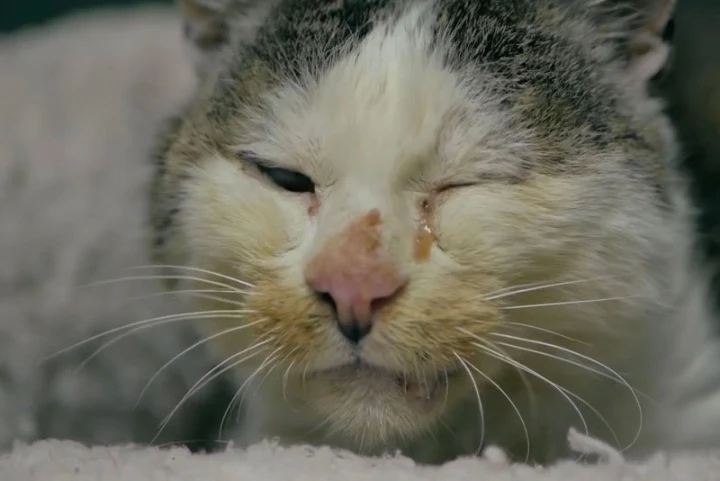 Extra image from article