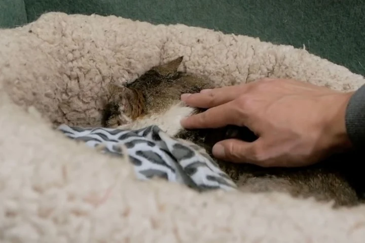 Extra image from article