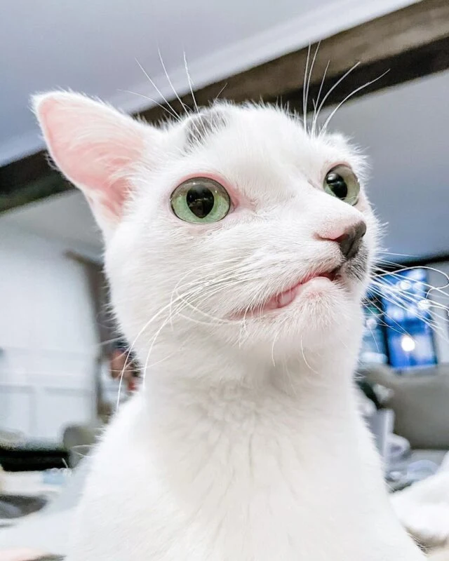 Extra image from article