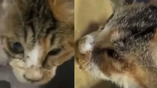 Despite this daunting prognosis, Mimì re...