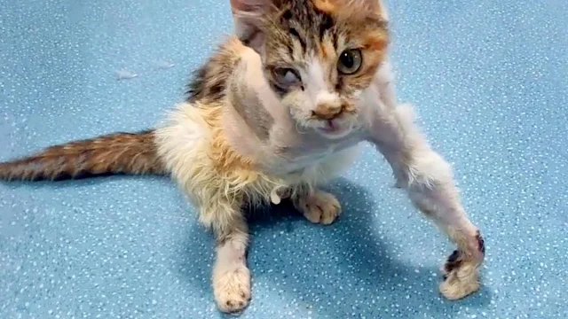 Stray cats are a familiar sight at resta...