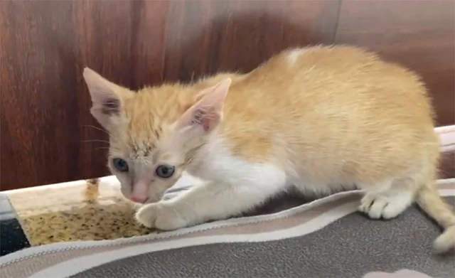 Extra image from article