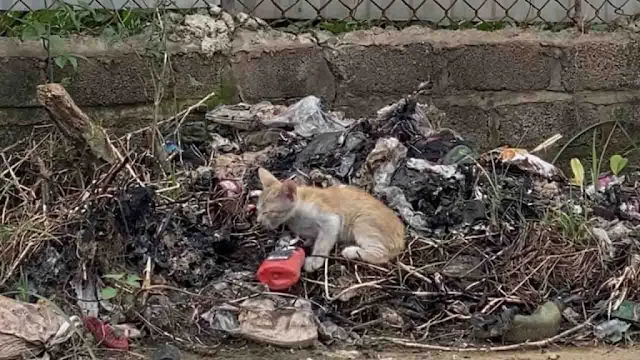 Determined to survive, she maneuvered th...