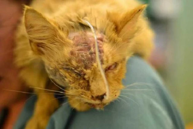 Marshik had likely been hit by a vehicle...