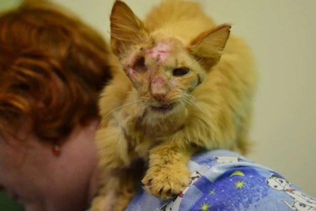 For many animals, life on the streets is...