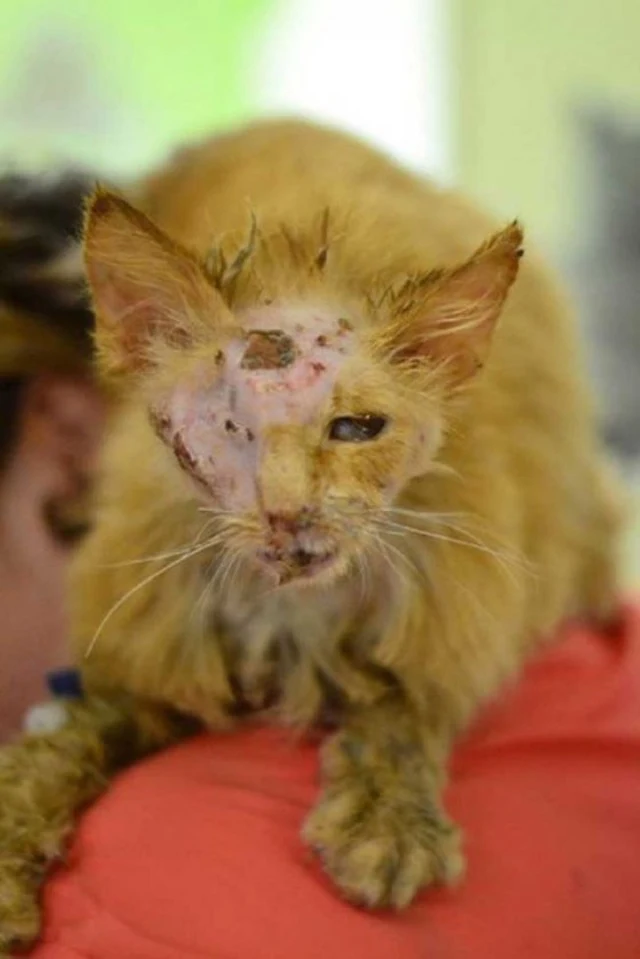 With each passing day, Marshik's conditi...