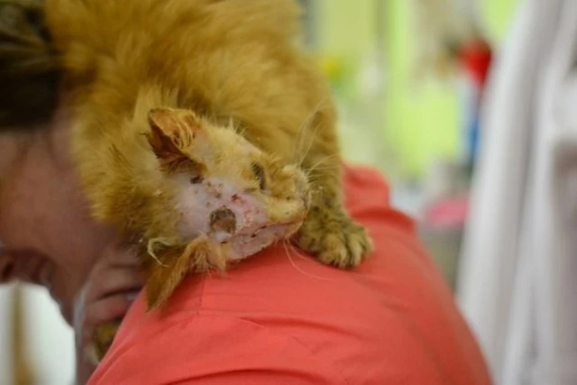 To everyone involved in Marshik’s rescue...