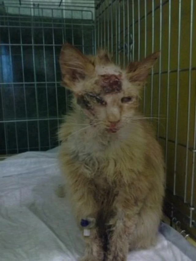 Extra image from article