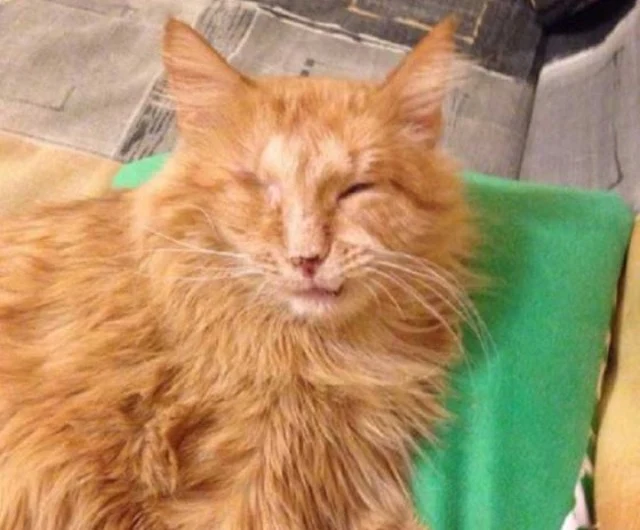 Extra image from article