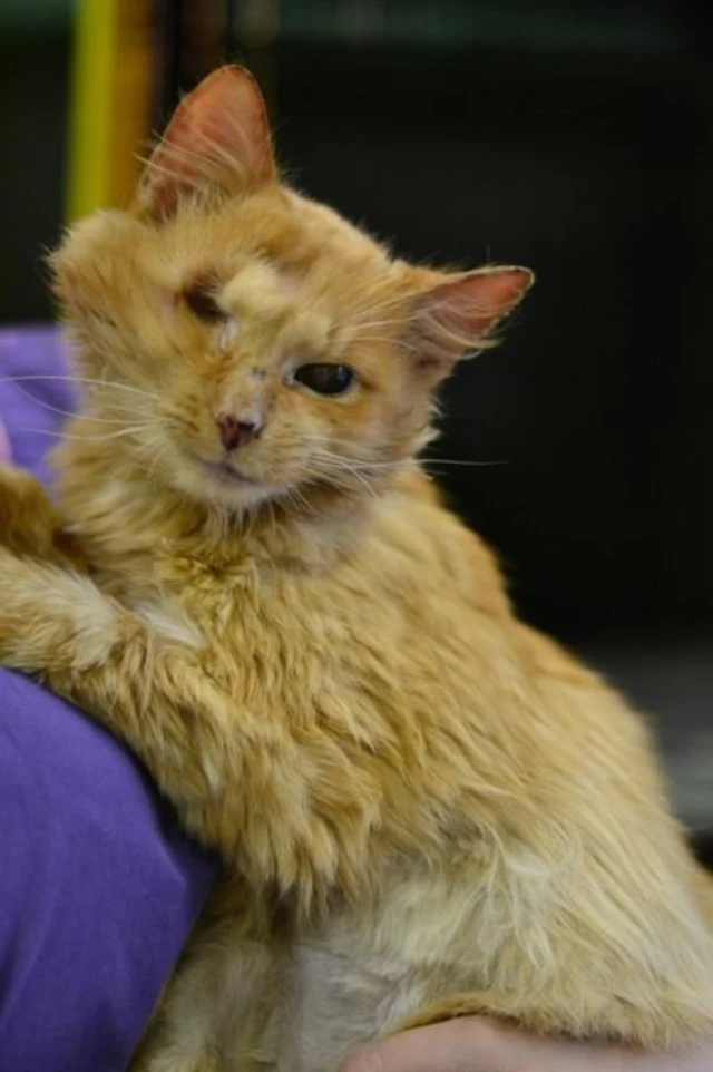 Extra image from article