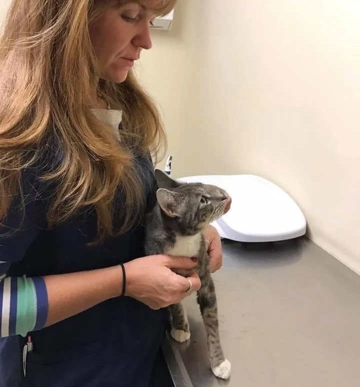 Skillfully handled by Dr. Tomas Ingernus...