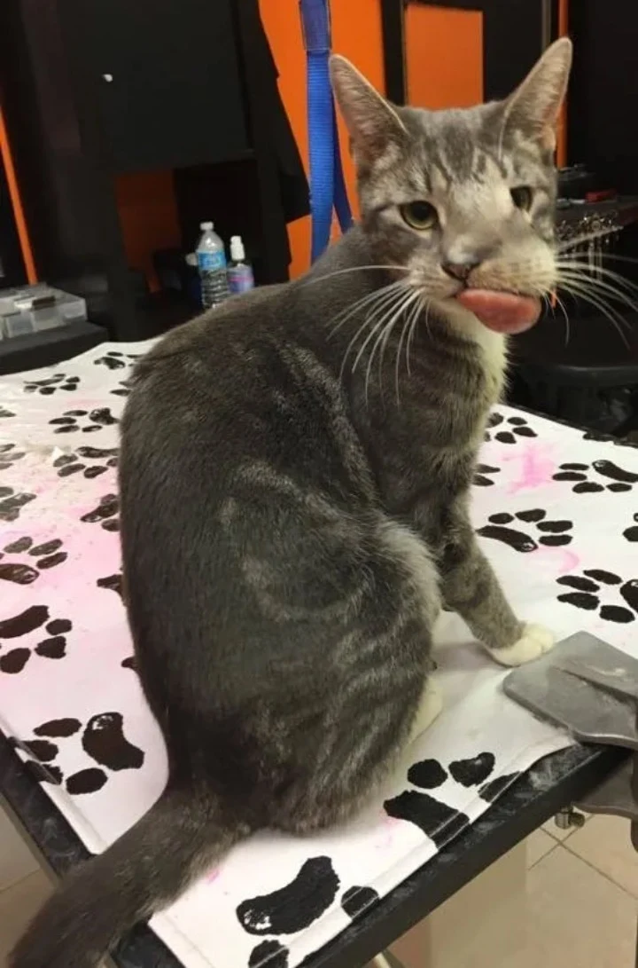 Extra image from article