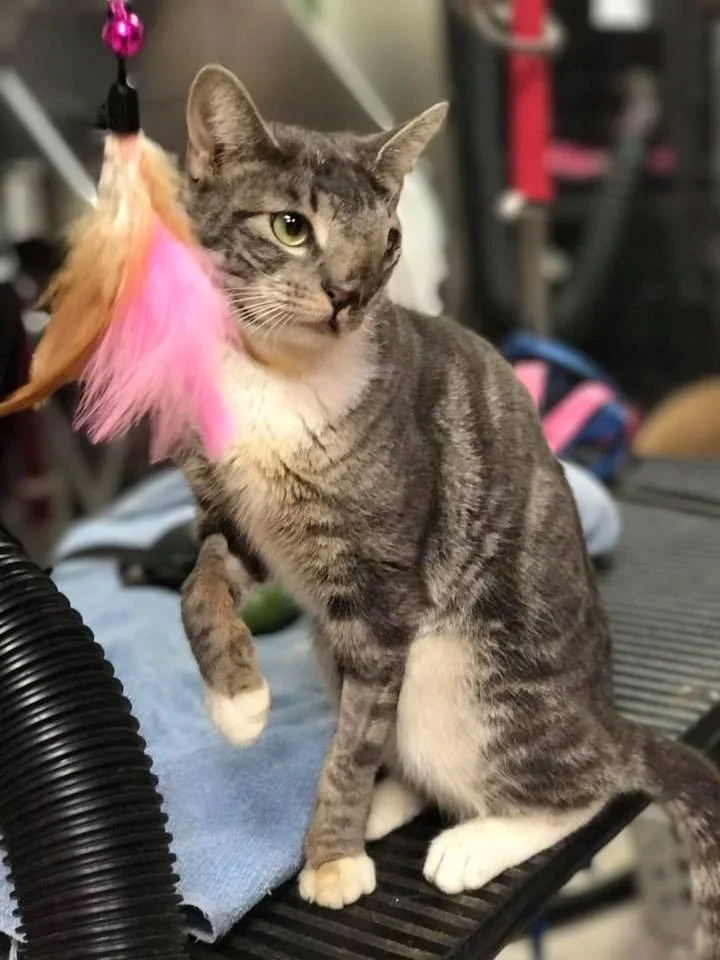 Extra image from article