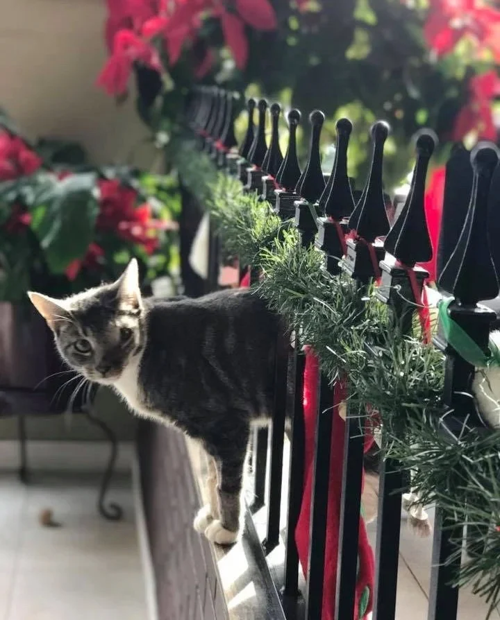 Extra image from article